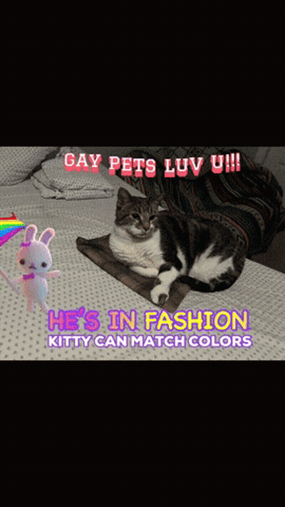 Cat Laying On Bed Gay Pets Luv U GIF