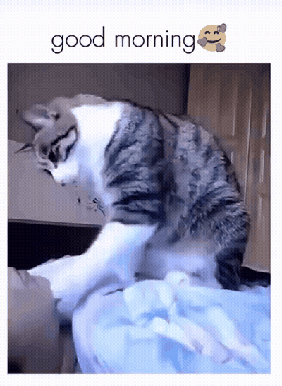 Cat Laying On Bed Good Morning GIF