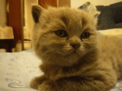 Cat Laying On Bed Looking At Camera GIF