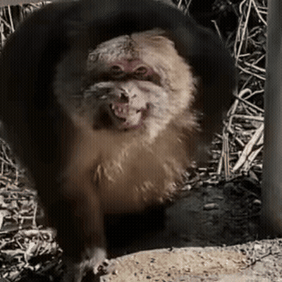 Cat Laying On Bed Looking At Camera GIF
