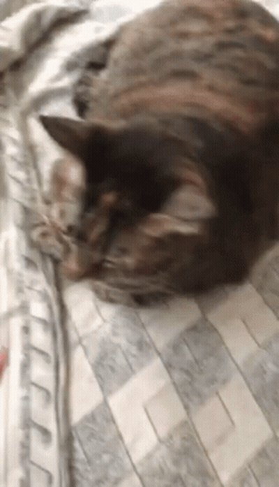 Cat Laying On Bed Looking At Camera GIF