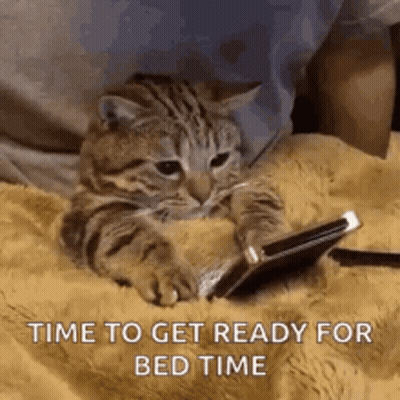 Cat Laying On Bed Looking At Phone GIF