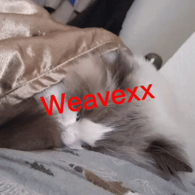 Cat Laying On Bed Named Weaverx GIF