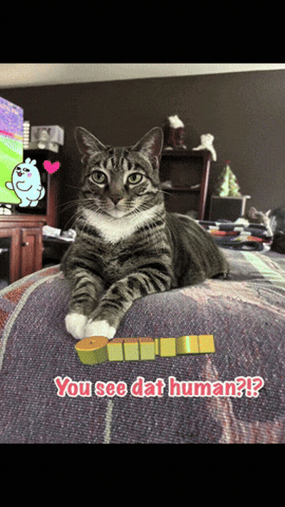 Cat Laying On Bed Next To You See Dat Human Sign GIF