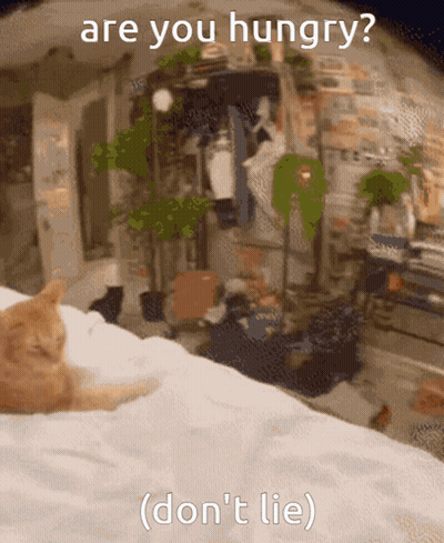 Cat Laying On Bed Saying Are You Hungry Don't Lie GIF