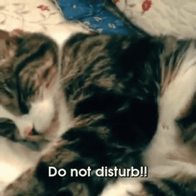Cat Laying On Bed Saying Do Not Disturb GIF