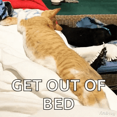 Cat Laying on Bed Saying Get Out of Bed