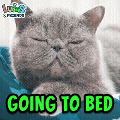 Cat Laying On Bed Saying Going To Bed GIF