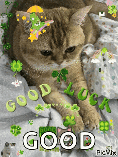 Cat Laying On Bed Saying Good Luck GIF