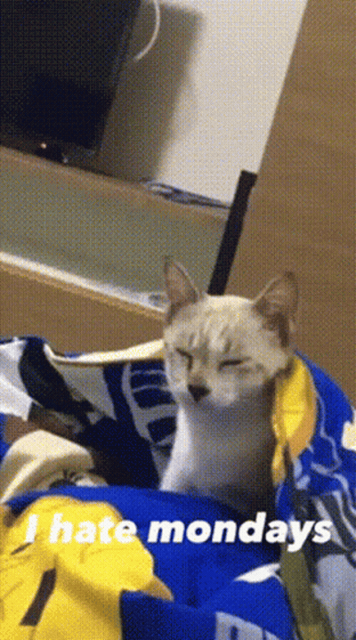 Cat Laying on Bed Saying I Hate Mondays