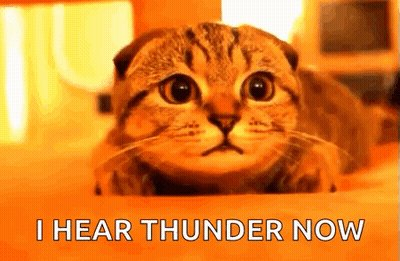 Cat Laying On Bed Saying I Hear Thunder Now GIF