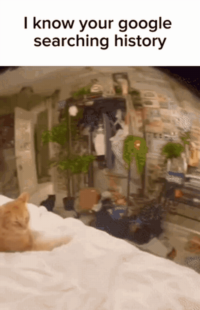 Cat Laying On Bed Saying I Know Your Google Searching History GIF