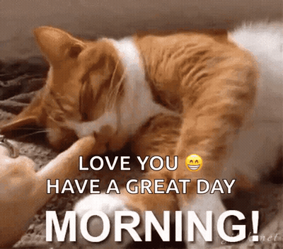 Cat Laying On Bed Saying Love You GIF