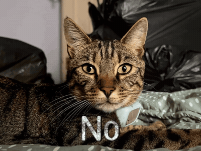 Cat Laying On Bed Saying No GIF