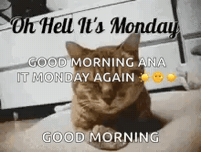 Cat Laying On Bed Saying Oh Hell It's Monday GIF