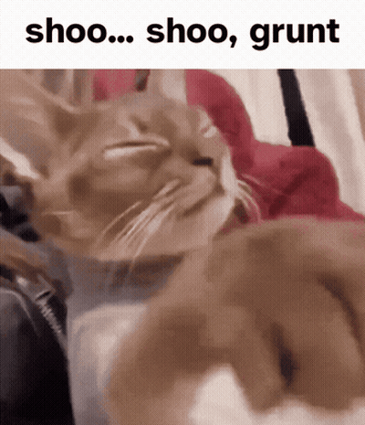 Cat Laying On Bed Saying Shoo Shoo Grunt GIF