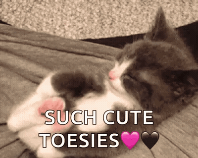 Cat Laying On Bed Saying Such Cute Toesies GIF