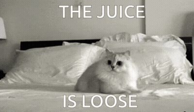 Cat Laying On Bed Saying The Juice Is Loose GIF