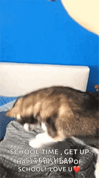 Cat Laying On Bed School Time Get Up Happy First Day Of School GIF