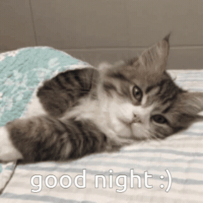 Cat Laying On Bed Under Blanket Saying Good Night GIF
