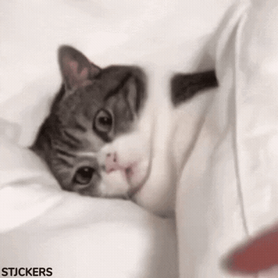 Cat Laying On Bed Under White Blanket GIF