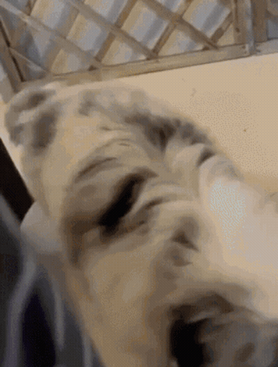 Cat Laying On Bed GIF