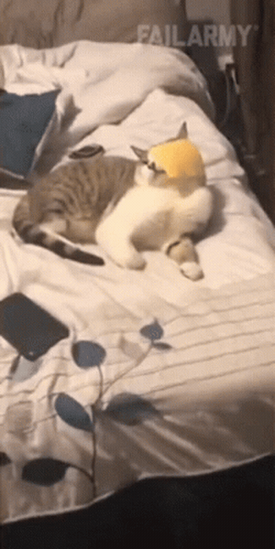 Cat Laying On Bed Wearing Hat GIF
