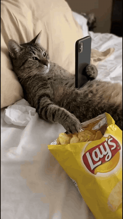 Cat Laying On Bed With Bag Of Lays Chips GIF