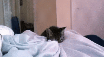 Cat Laying On Bed With Blanket GIF