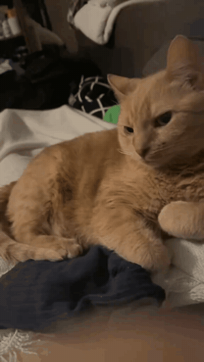 Cat Laying On Bed With Blue Blanket GIF