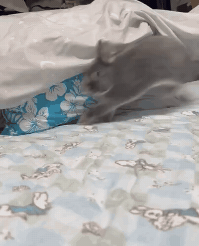 Cat Laying On Bed With Blue Floral Pillow GIF