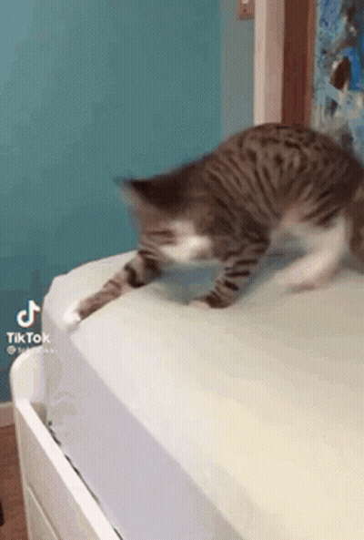 Cat Laying On Bed With Blue Wall GIF
