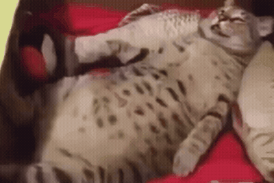 Cat Laying On Bed With Pillows GIF
