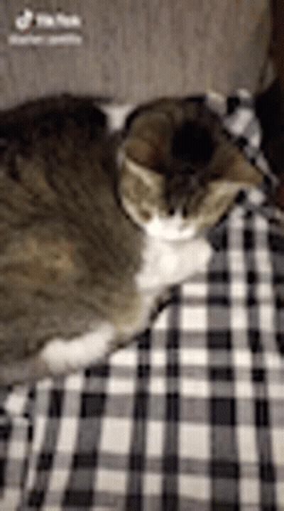 Cat Laying On Bed With Plaid Blanket GIF