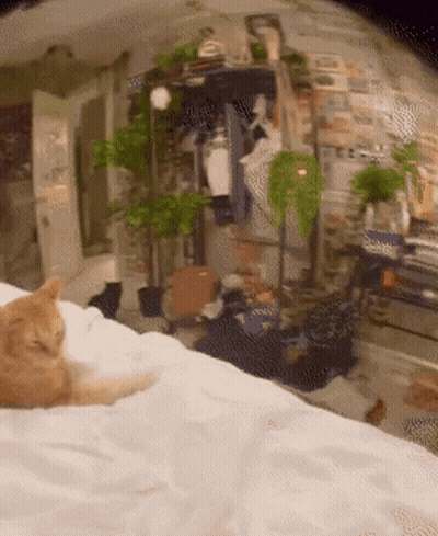 Cat Laying On Bed With Plants GIF