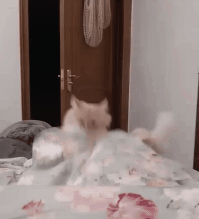 Cat Laying On Bed GIF
