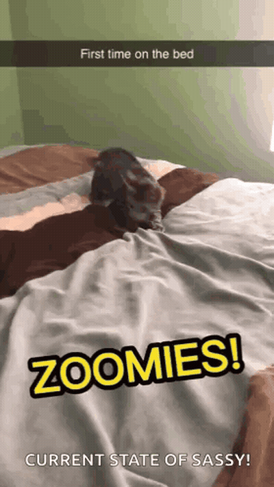 Cat Laying On Bed Zoomies GIF