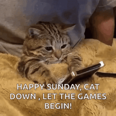 Cat Laying on Blanket Looking at Cell Phone