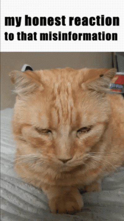 Cat Laying On Blanket My Honest Reaction To That Misinformation GIF