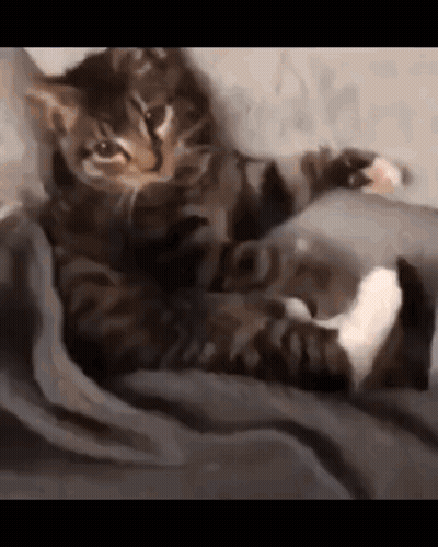 Cat Laying On Blanket On Bed GIF