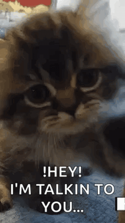 Cat Laying On Blanket Talking GIF