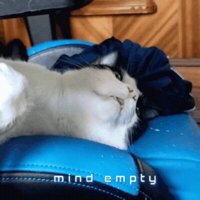 Cat Laying On Blue Chair Mind Empty GIF