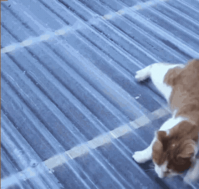 Cat Laying On Blue Roof GIF