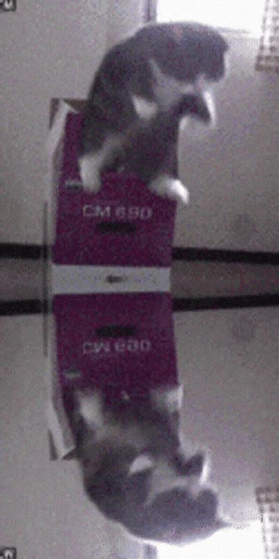 Cat Laying On Box With CM 690 GIF