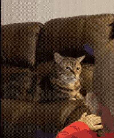 Cat Laying On Brown Leather Couch Looking At Camera GIF