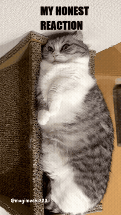 Cat Laying On Cardboard Box My Honest Reaction GIF