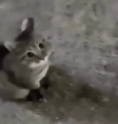 Cat Laying On Carpet Looking At Camera GIF