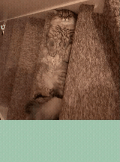 Cat Laying On Carpeted Floor GIF