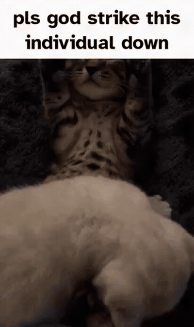 Cat Laying On Cat Pls God Strike This Individual Down GIF