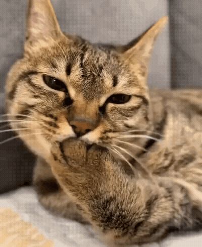 Cat Laying On Couch Cleaning Paw GIF